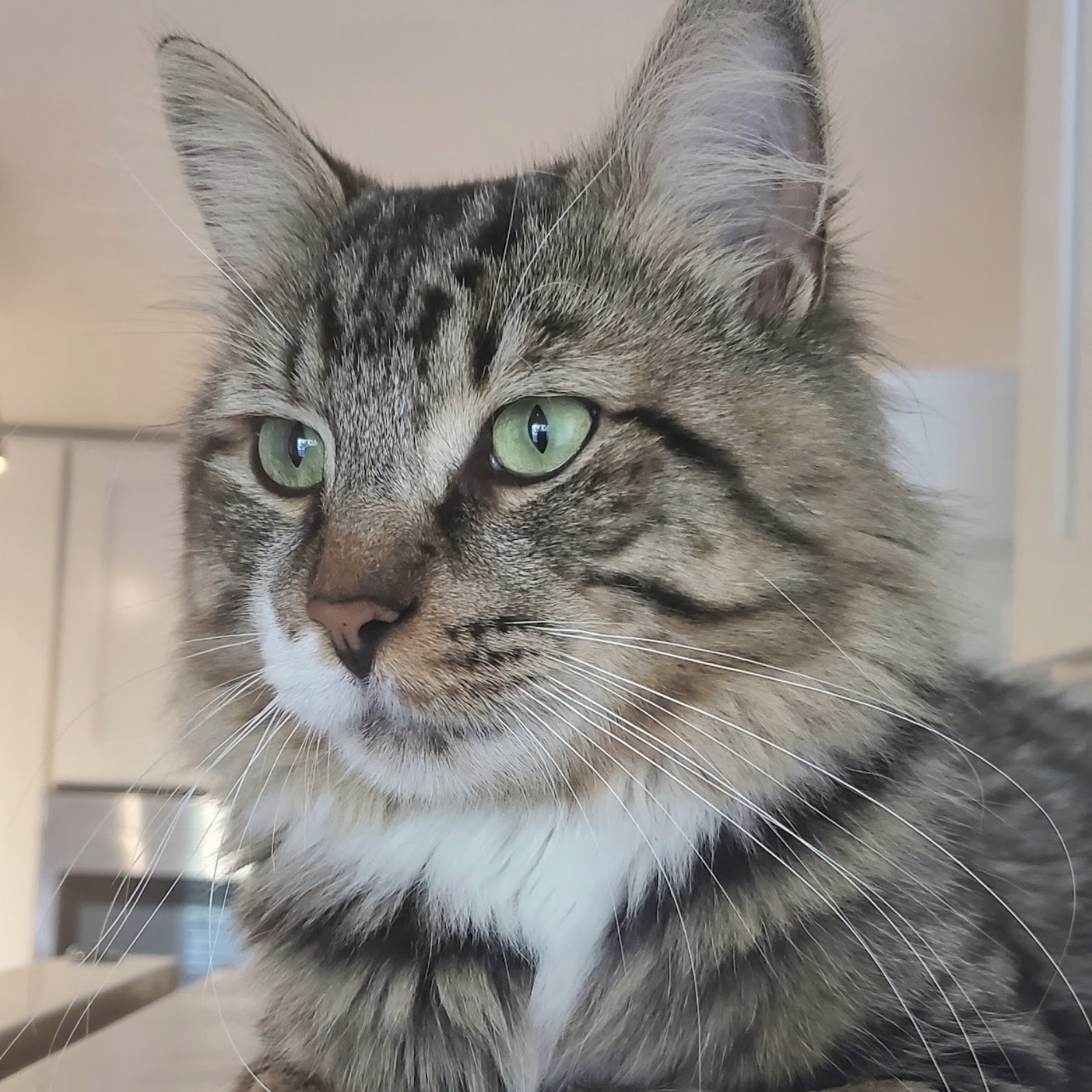 Enlarge Clayton, a Adoptable Domestic Short Hair in Portland, OR image 1/6