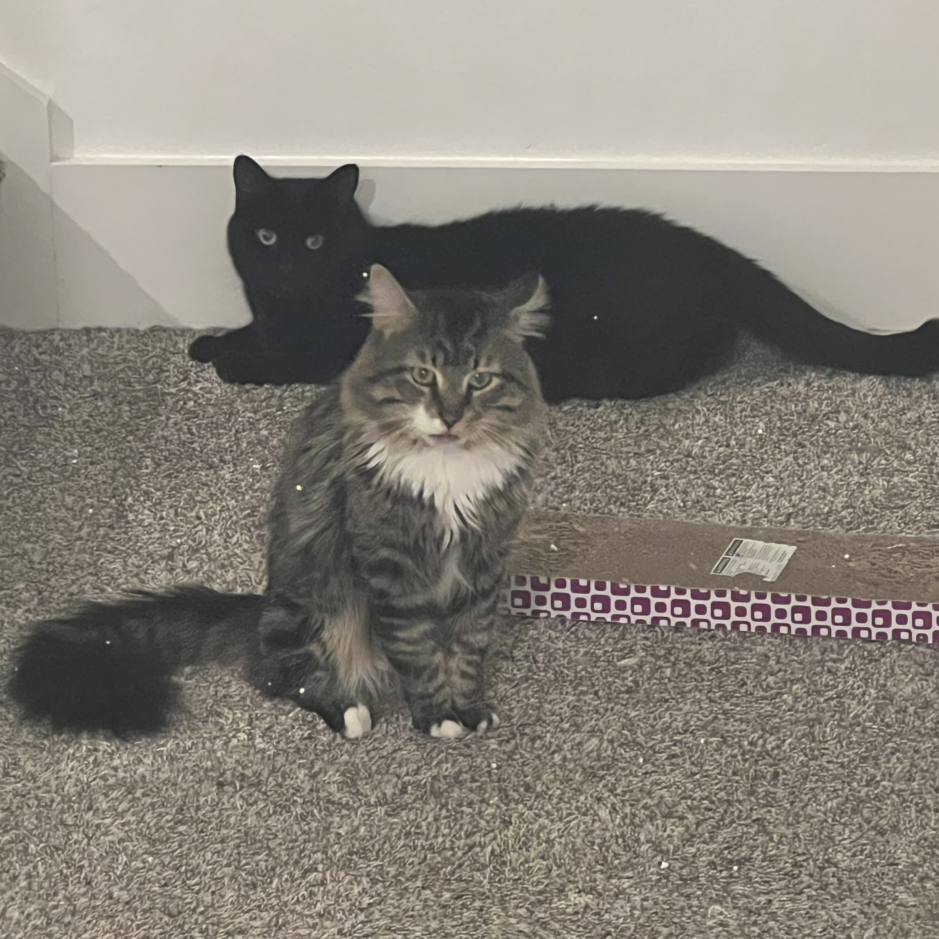 Enlarge Clayton, a Adoptable Domestic Short Hair in Portland, OR image 6/6