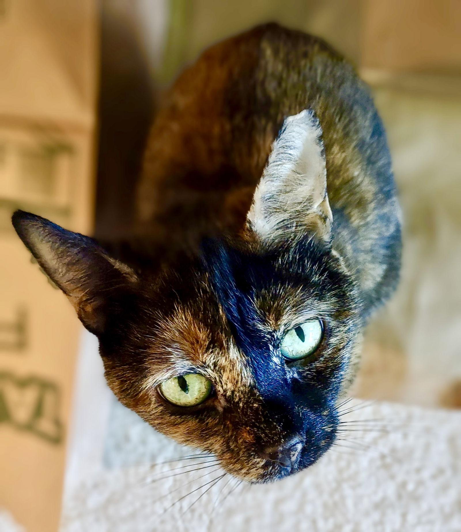 Enlarge Aurora, Willow Grove Area (FCID 11/08/2023-132), a Adoptable Tortoiseshell in Willow Grove, PA image 3/4