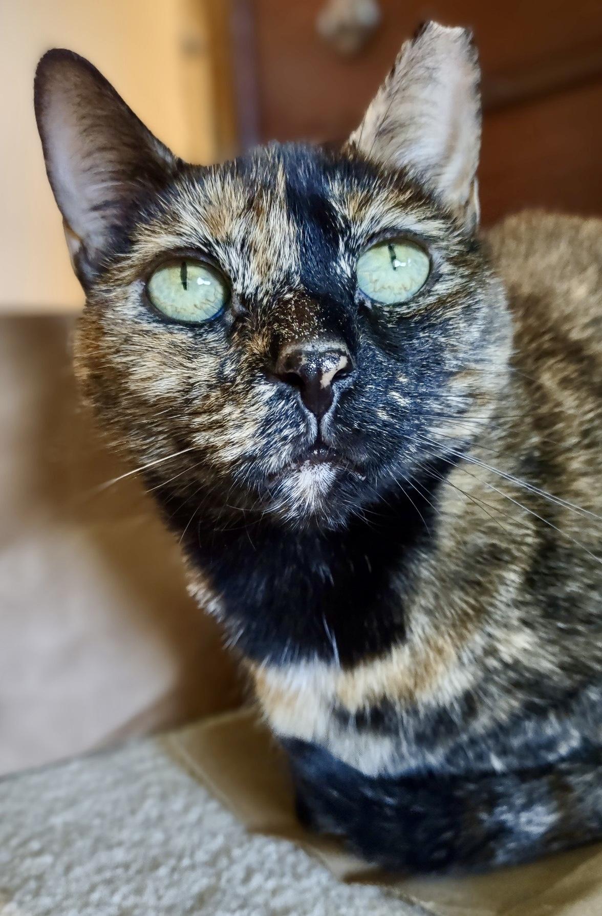 Aurora  Willow Grove thumbnail 3