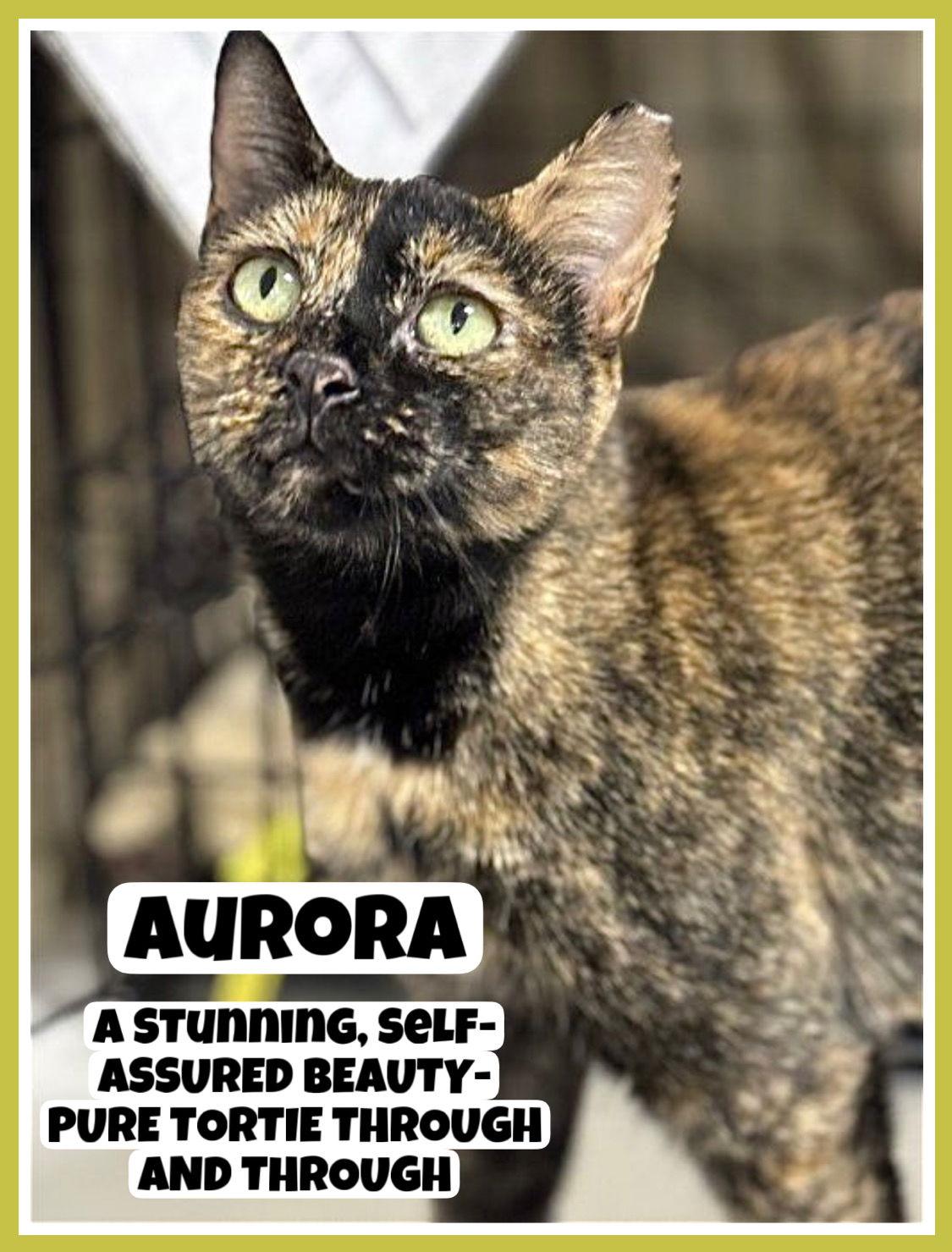 Enlarge Aurora, Willow Grove Area (FCID 11/08/2023-132), a Adoptable Tortoiseshell in Willow Grove, PA image 2/4
