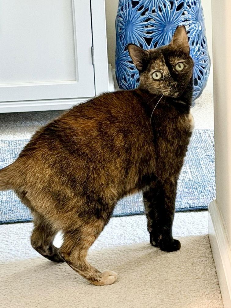 Aurora, Willow Grove Area (FCID 11/08/2023-132), Adoptable, Adult Female Tortoiseshell.