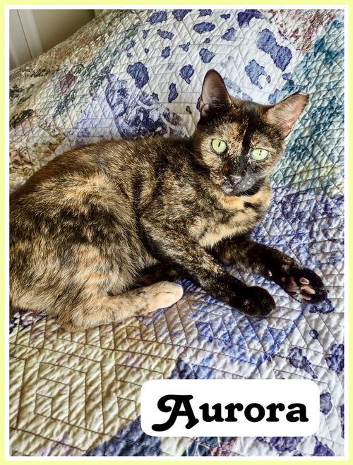 Aurora  Willow Grove thumbnail 4