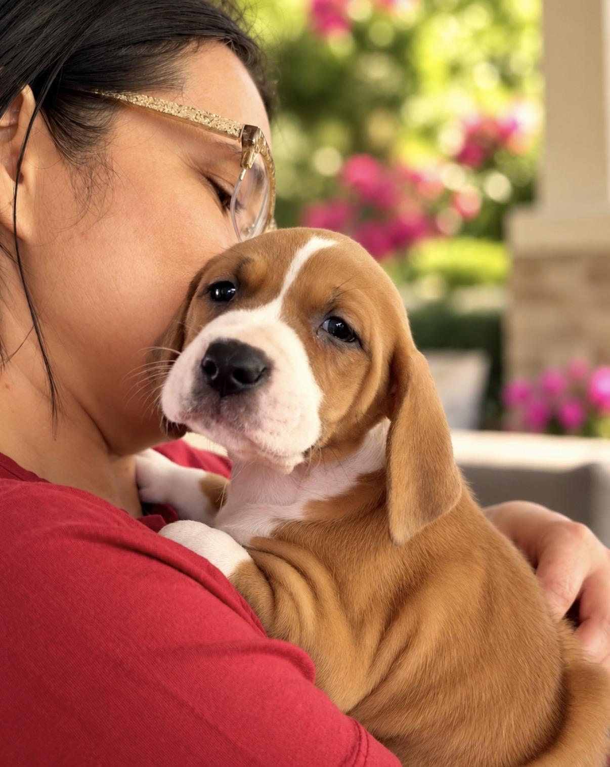 Enlarge Georgie, a Adoptable mixed breed in Scottsdale, AZ image 1/4