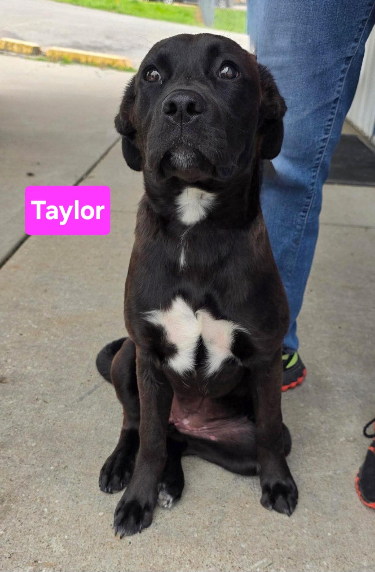 Taylor, adopted, Puppy Male Boxer & Black Labrador Retriever.