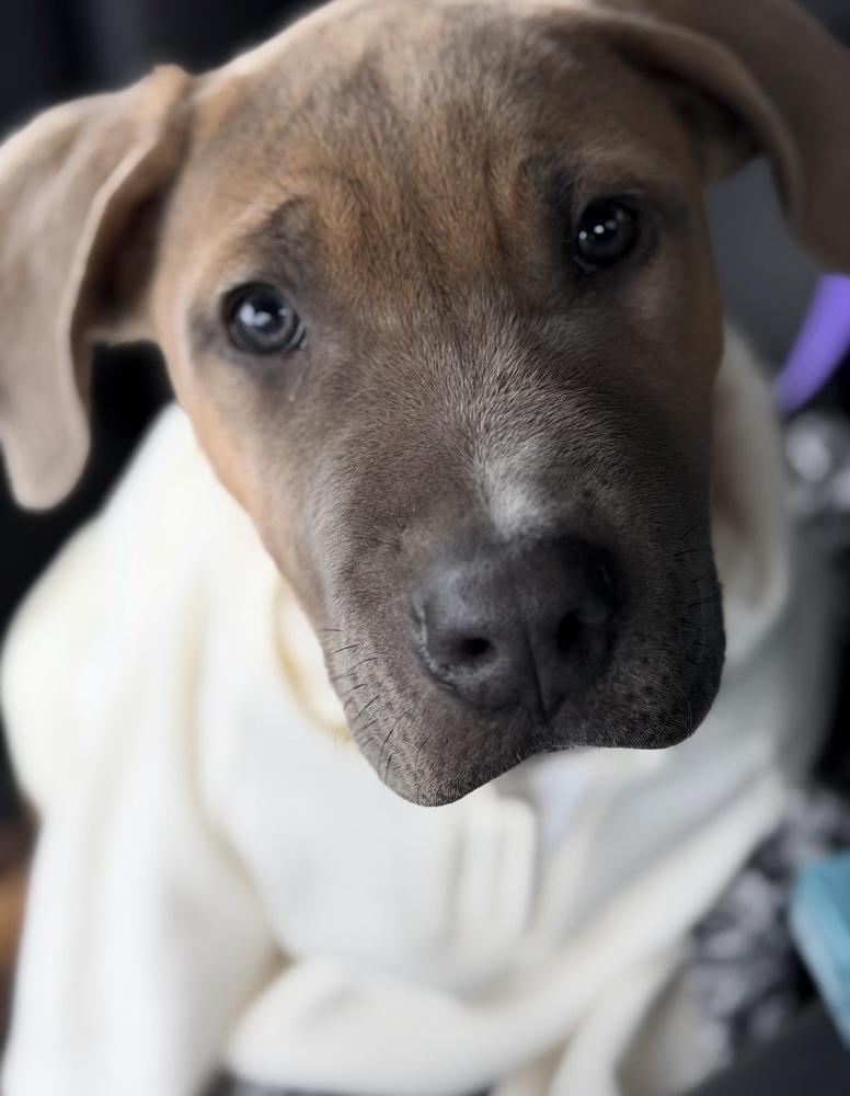 Fletcher, Adoptable, Puppy Male Pit Bull Terrier & Cane Corso.