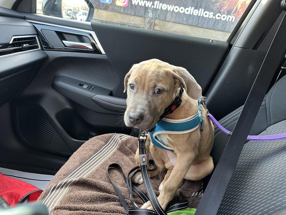 Enlarge Fletcher, a Adoptable mixed breed in Irwin, PA image 2/6