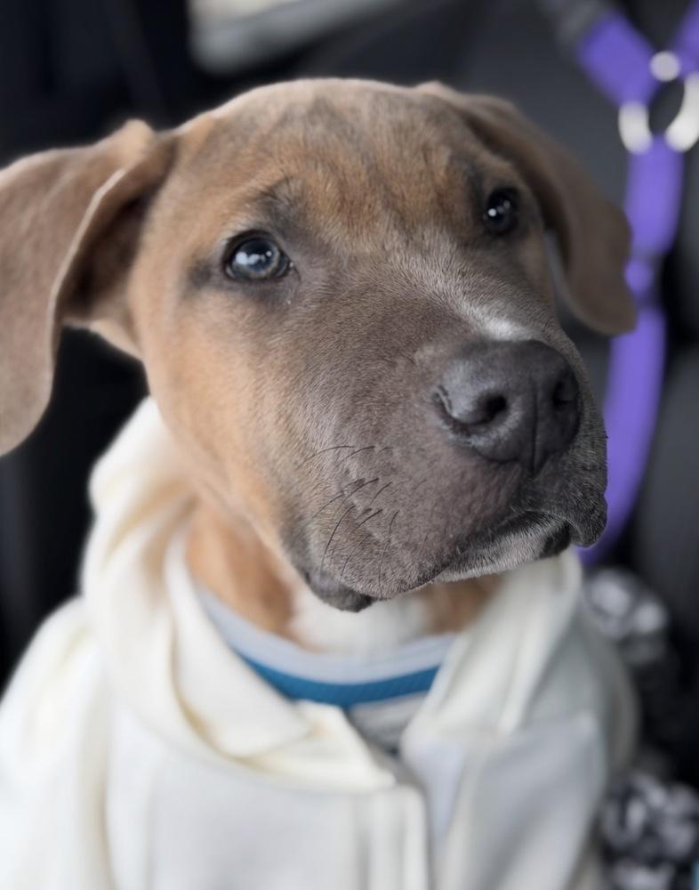 Enlarge Fletcher, a Adoptable mixed breed in Irwin, PA image 3/6