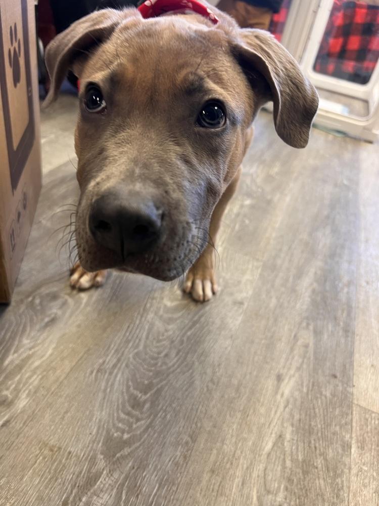 Enlarge Fletcher, a Adoptable mixed breed in Irwin, PA image 3/6