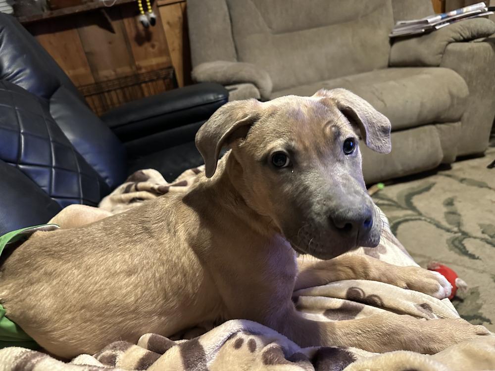 Enlarge Fletcher, a Adoptable mixed breed in Irwin, PA image 4/6