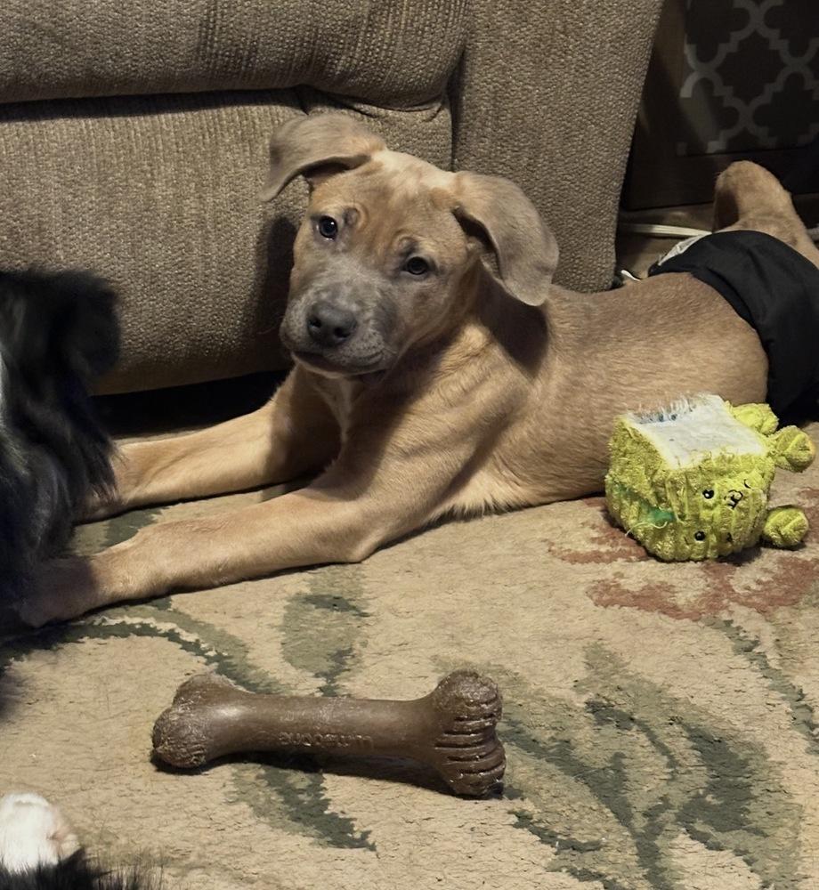 Enlarge Fletcher, a Adoptable mixed breed in Irwin, PA image 5/6