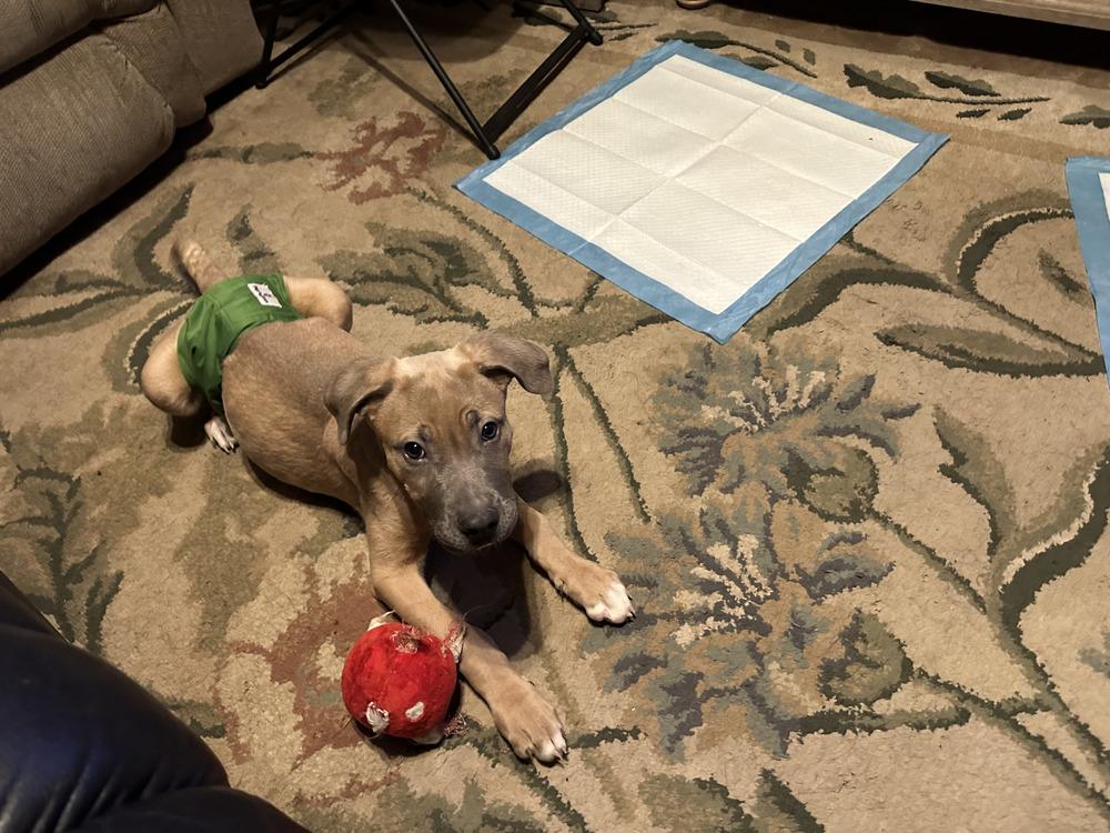 Enlarge Fletcher, a Adoptable mixed breed in Irwin, PA image 6/6