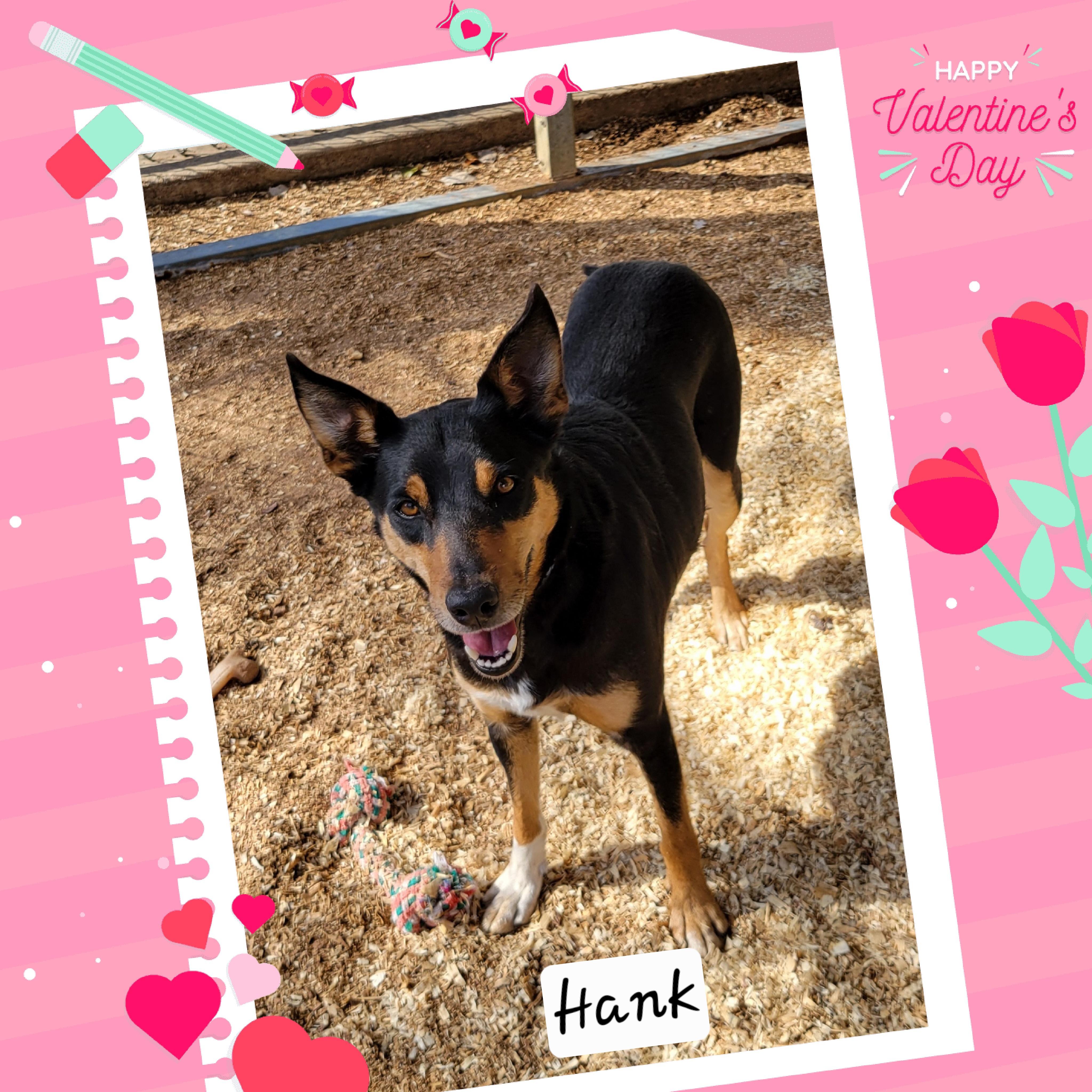 Hank, ADOPTABLE, Adult Male Shepherd.