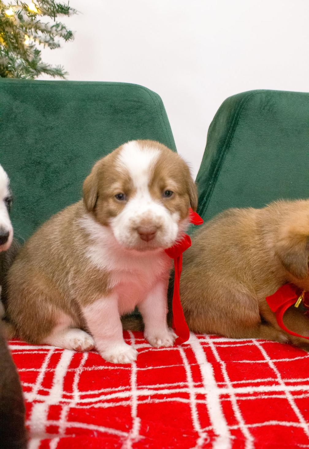 Sugar, ADOPTABLE, Puppy Female Labrador Retriever.