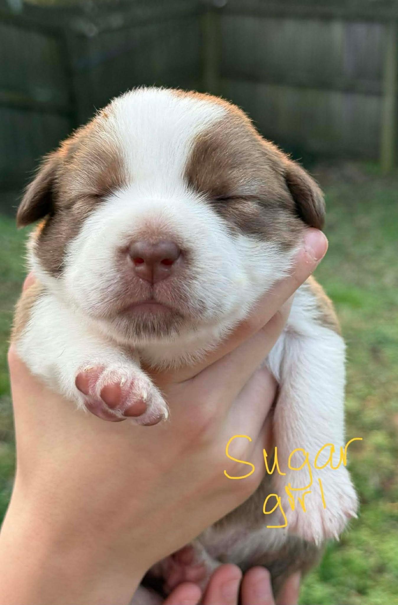 Sugar, a ADOPTABLE mixed breed in Spring hill, TN image 2/3