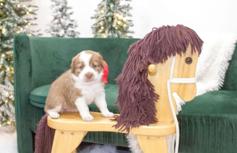 Sugar, a ADOPTABLE mixed breed in Spring hill, TN image 3/3