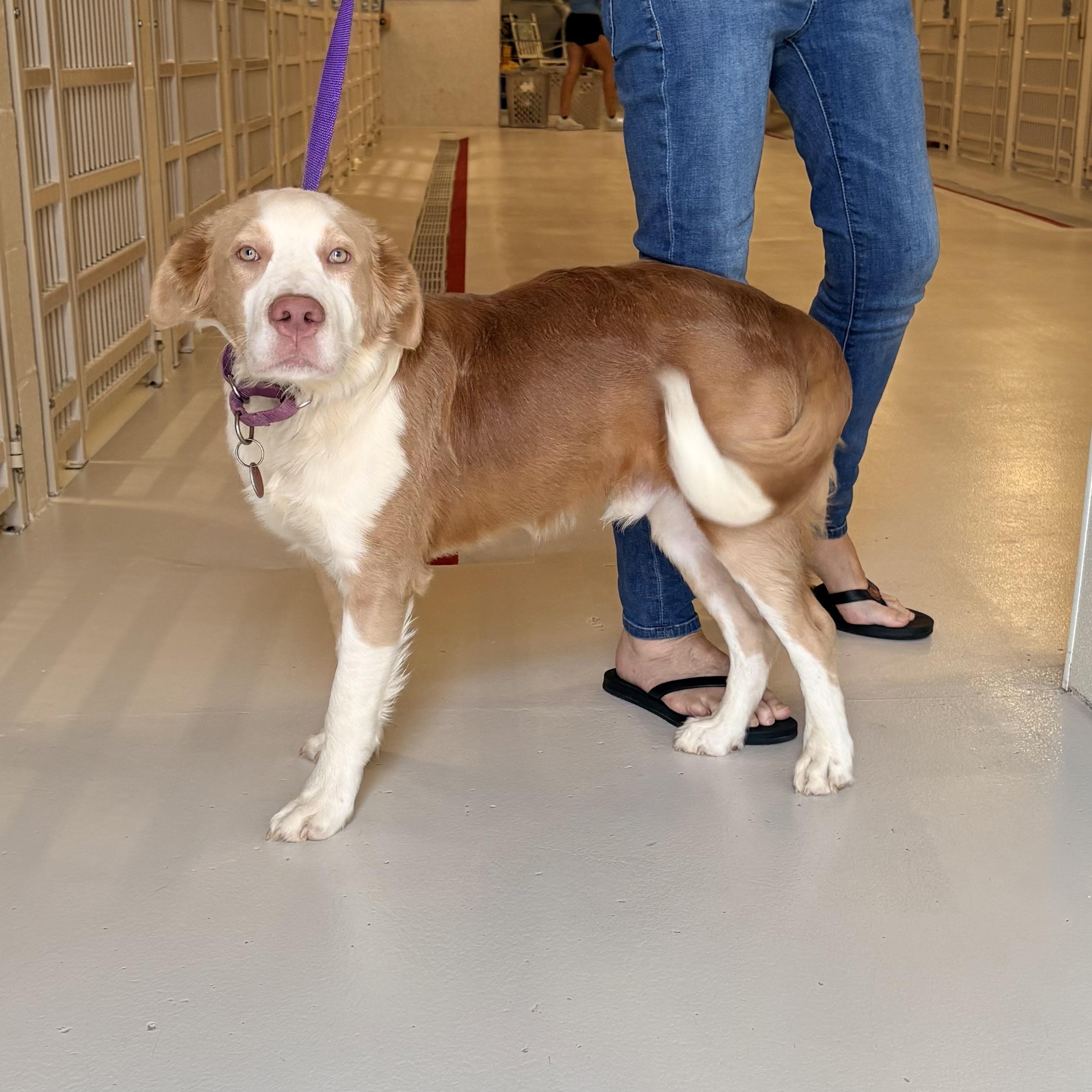 Bento, ADOPTABLE, Young Male Collie & Australian Cattle Dog / Blue Heeler.
