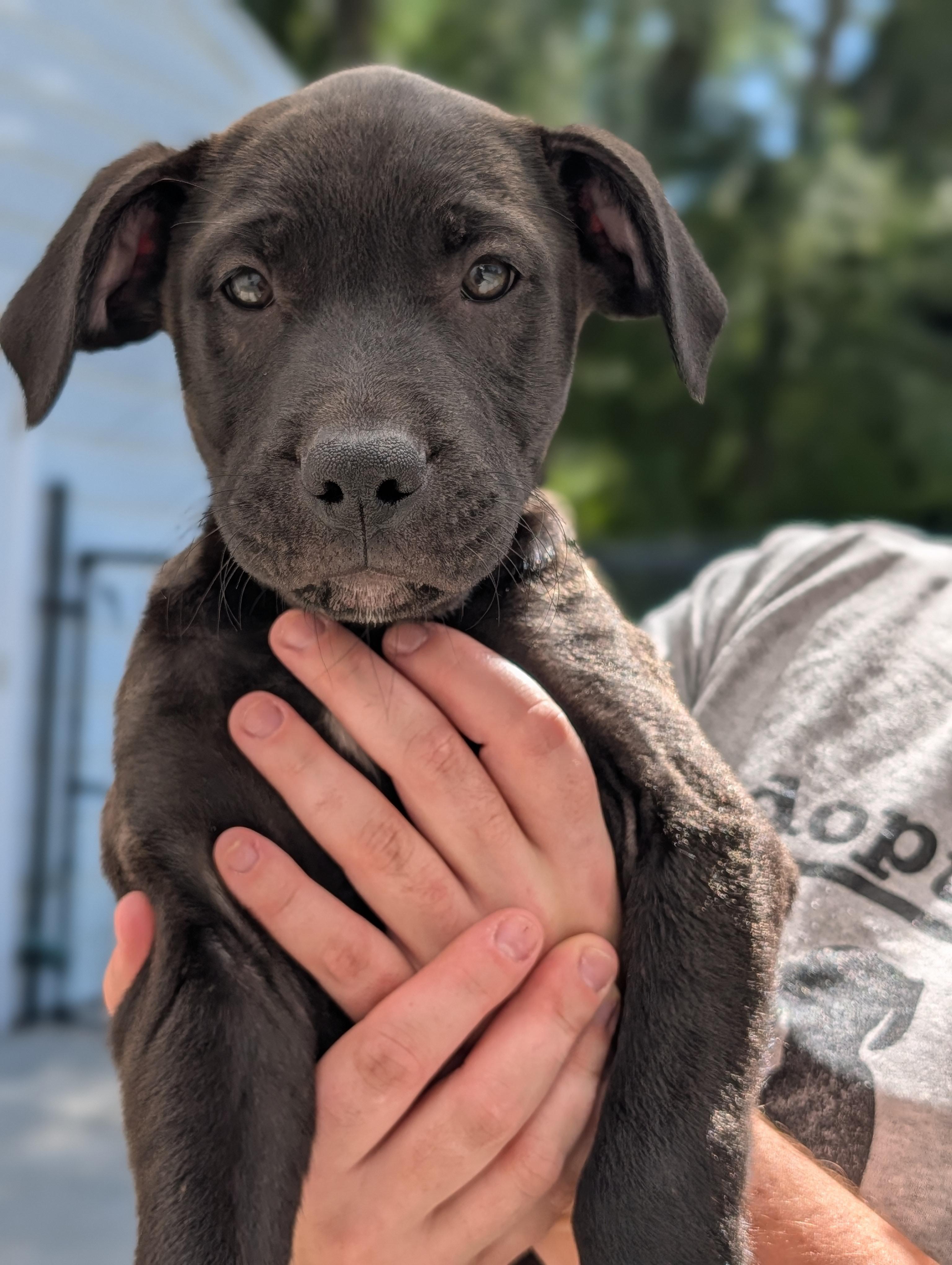 Onyx, Adopted, Young Male Black Labrador Retriever & Mixed Breed.