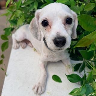 Enlarge ELMER, a ADOPTABLE mixed breed in Santa Monica, CA image 2/4