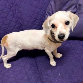 ELMER, ADOPTABLE, Young Male Maltese & Dachshund.