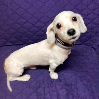 Enlarge ELMER, a ADOPTABLE mixed breed in Santa Monica, CA image 3/4