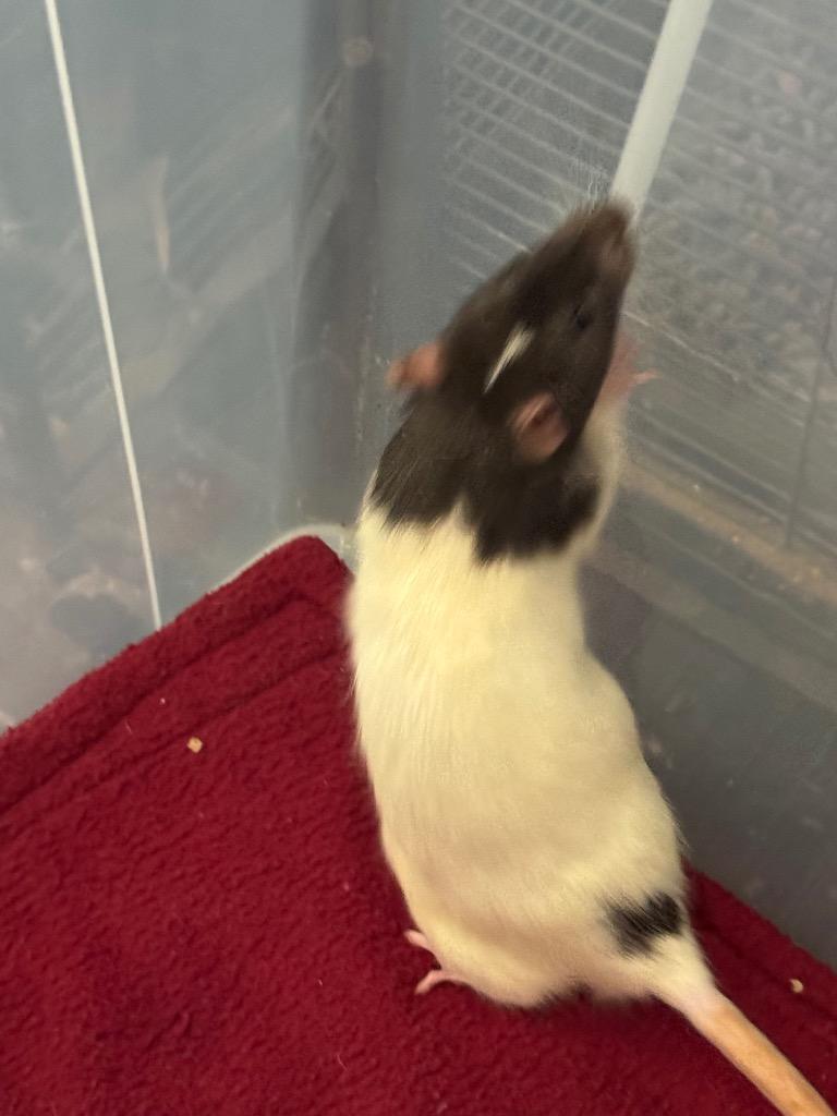 Enlarge Ganon, a Adoptable Rat in Indianapolis, IN image 1/1