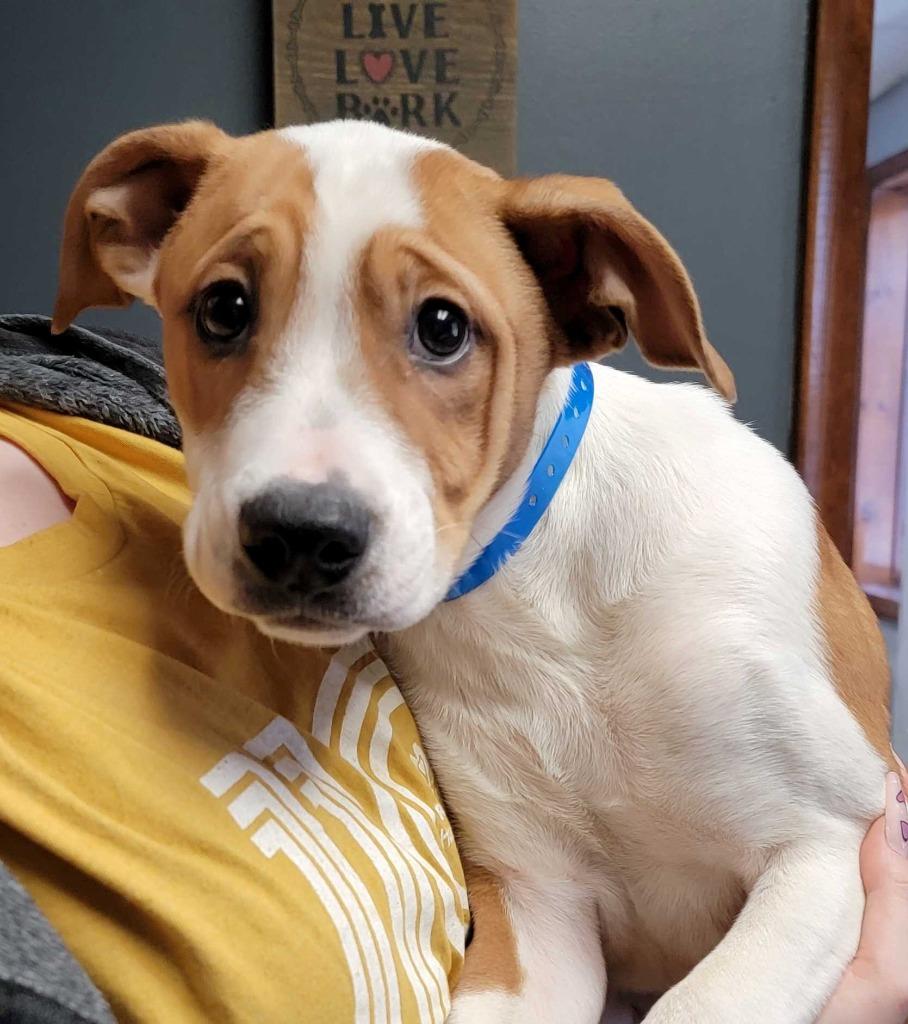 Clydesdale, Adopted, Young Male Mastiff & Pit Bull Terrier.