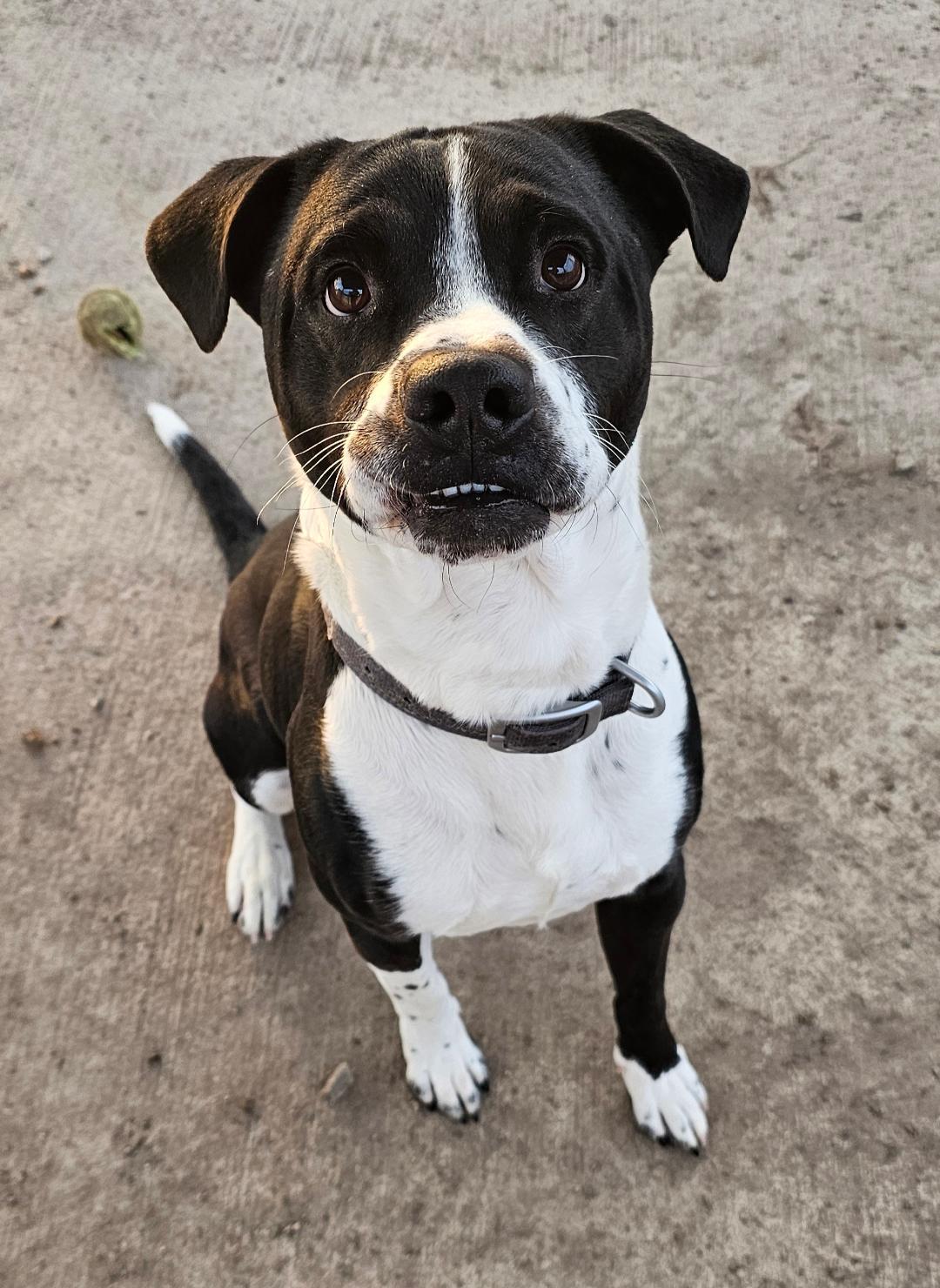 Enlarge Fritz, a Adoptable mixed breed in Du Quoin, IL image 1/1