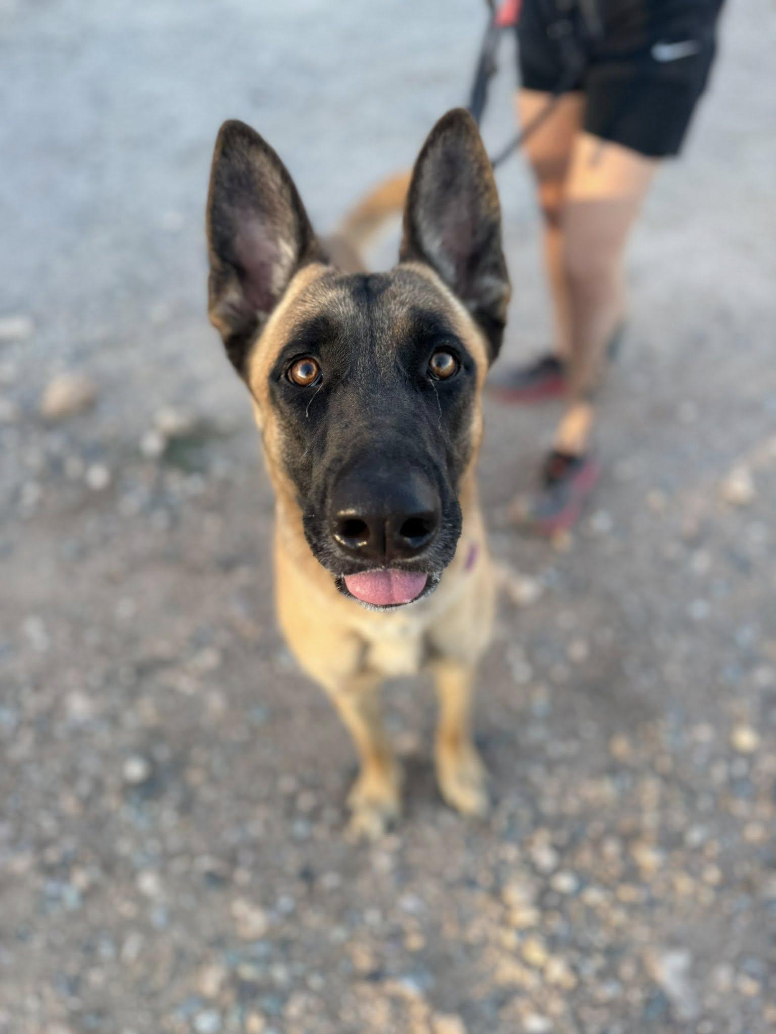 Enlarge Marilyn, an adopted mixed breed in Glendale, AZ image 1/5