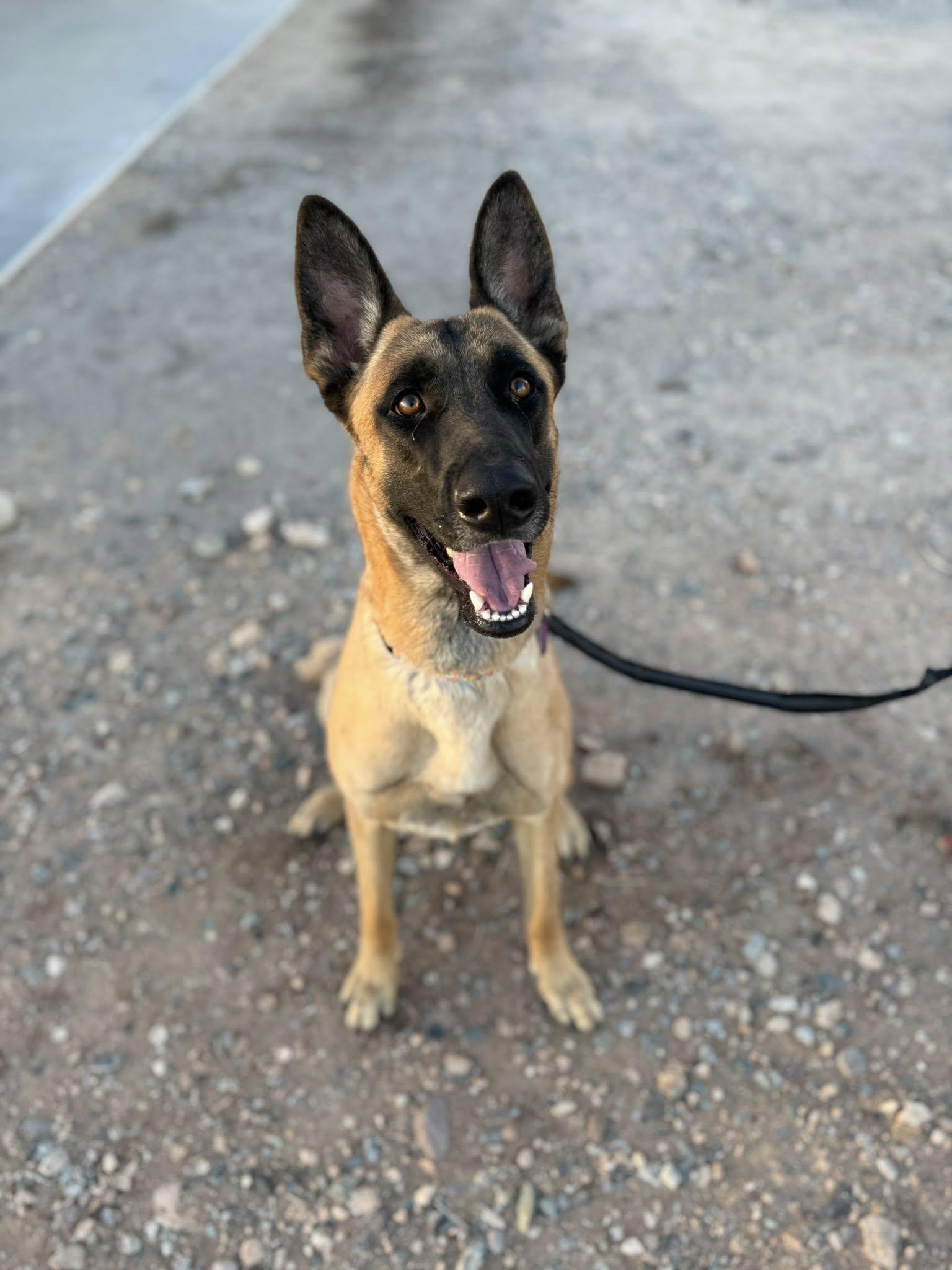 Enlarge Marilyn, an adopted mixed breed in Glendale, AZ image 3/5