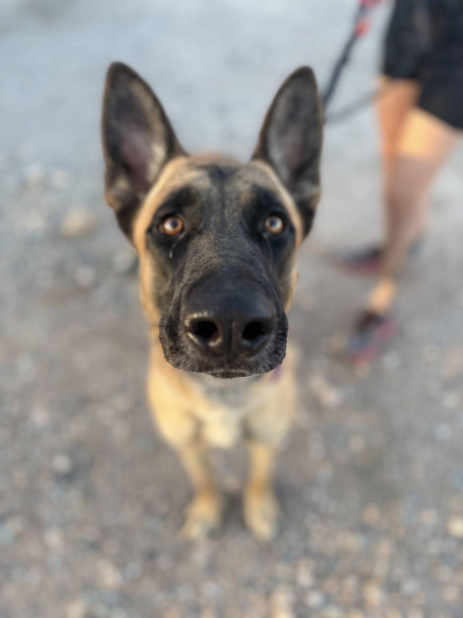Enlarge Marilyn, an adopted mixed breed in Glendale, AZ image 4/5