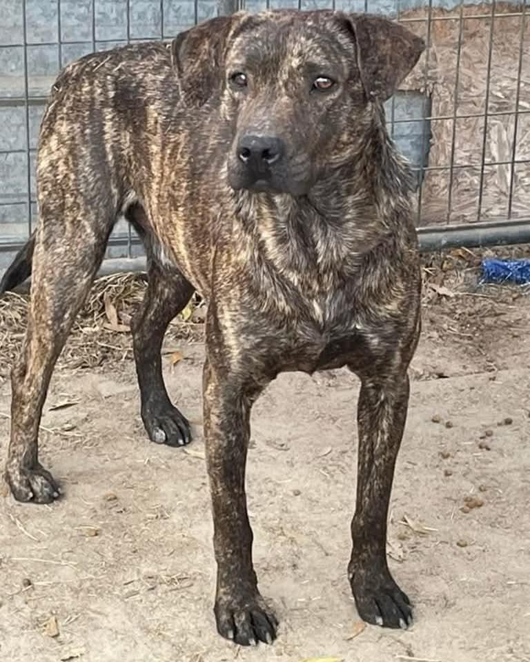 Jay, Adoptable, Adult Male Hound.