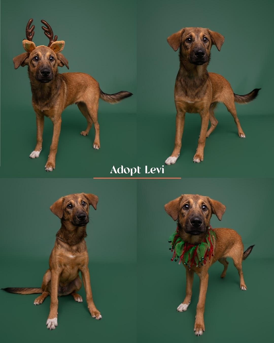 Levi, a Adoptable mixed breed in Burgaw, NC image 1/2