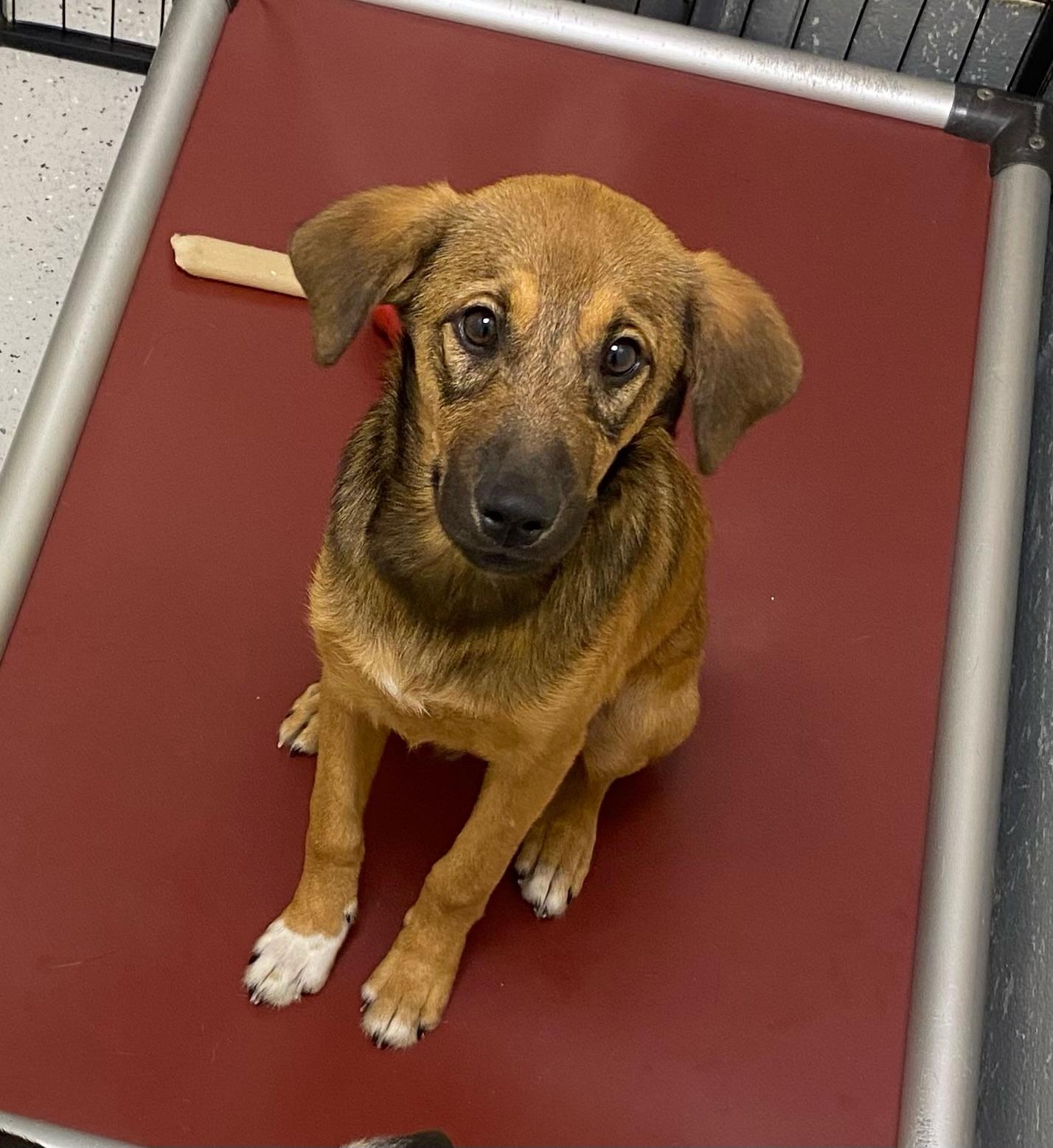 Levi, a Adoptable mixed breed in Burgaw, NC image 2/2