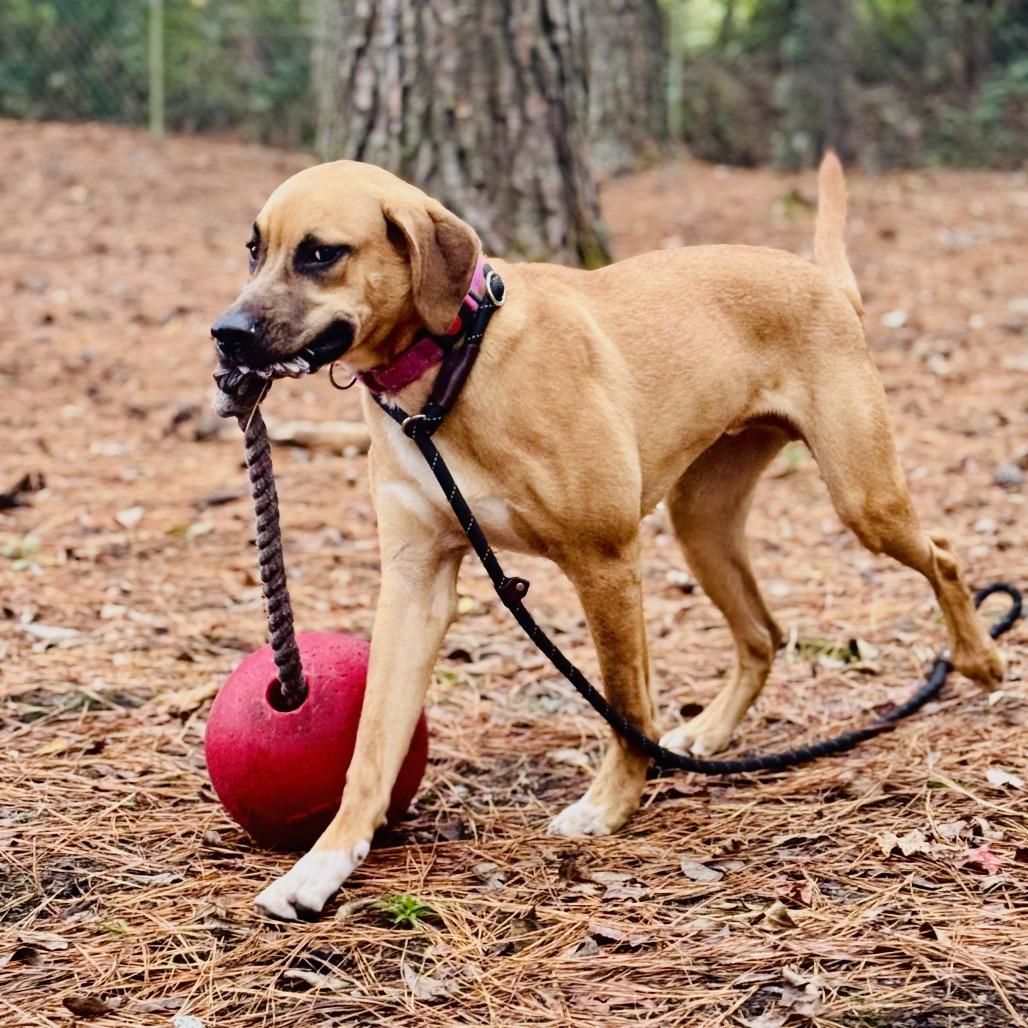 Boba @ Foster, Adoptable, Young Male Mixed Breed.