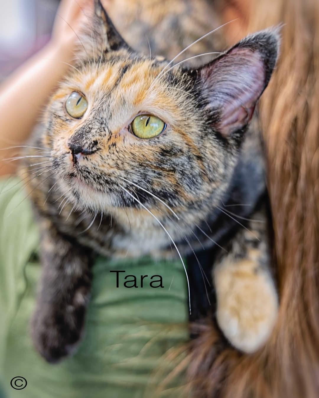 Tara