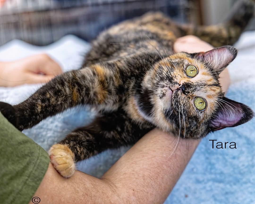 Tara