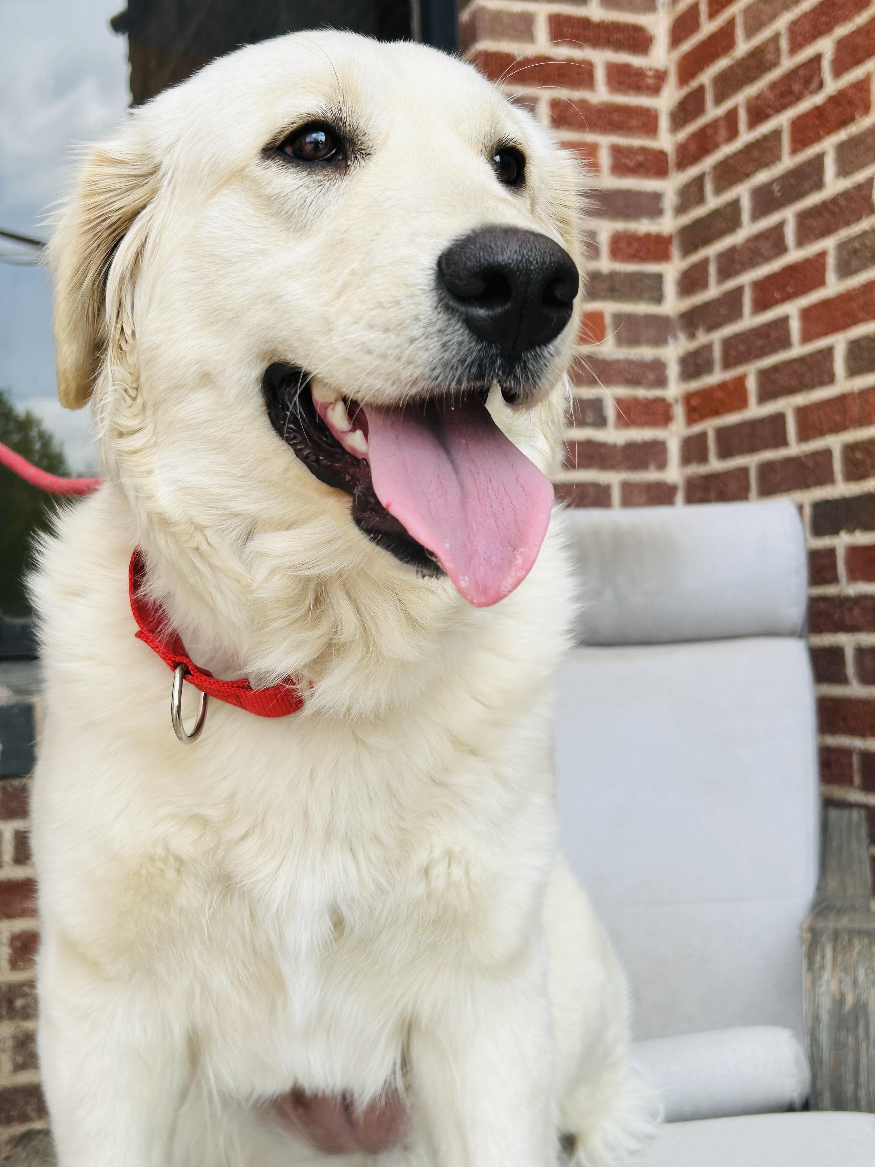 Fluffy, Adopted, Young Female Great Pyrenees & Yellow Labrador Retriever.