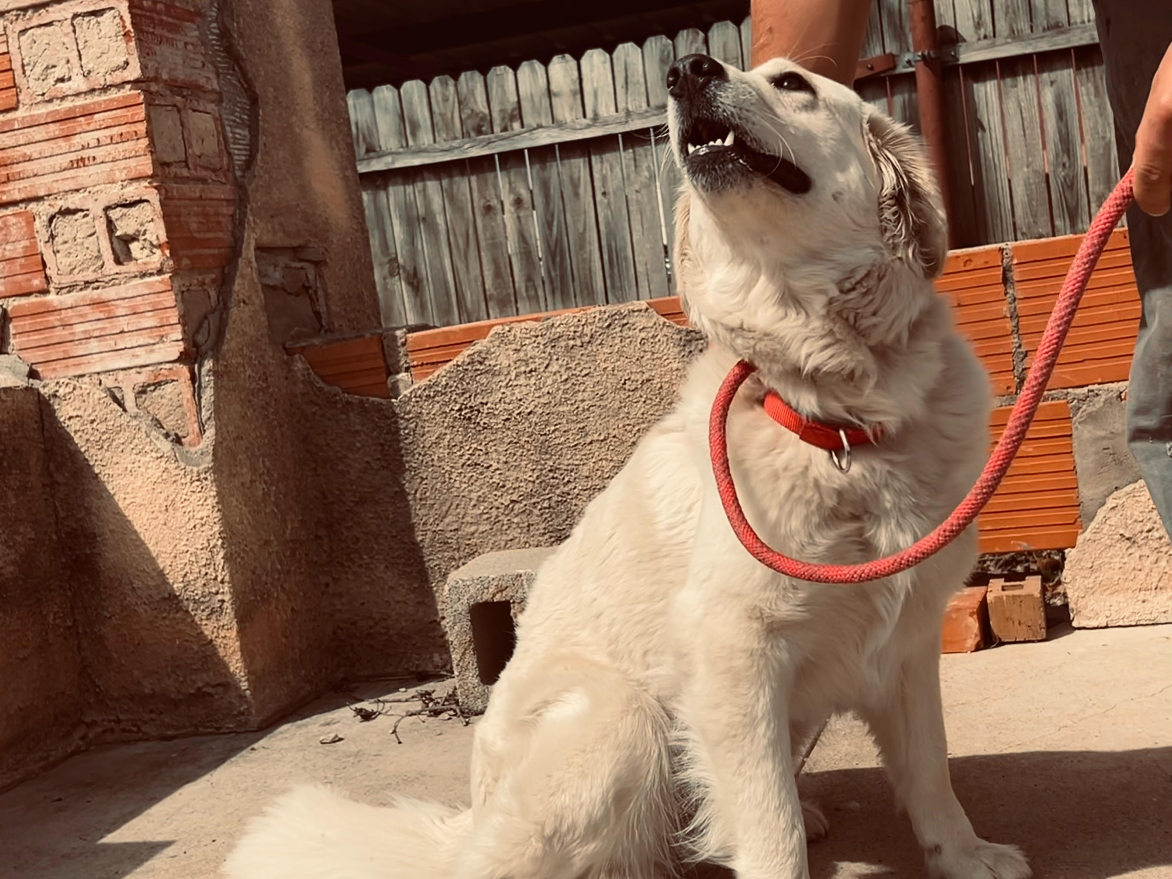 Enlarge Fluffy, a Adopted mixed breed in Coleman, TX image 5/6