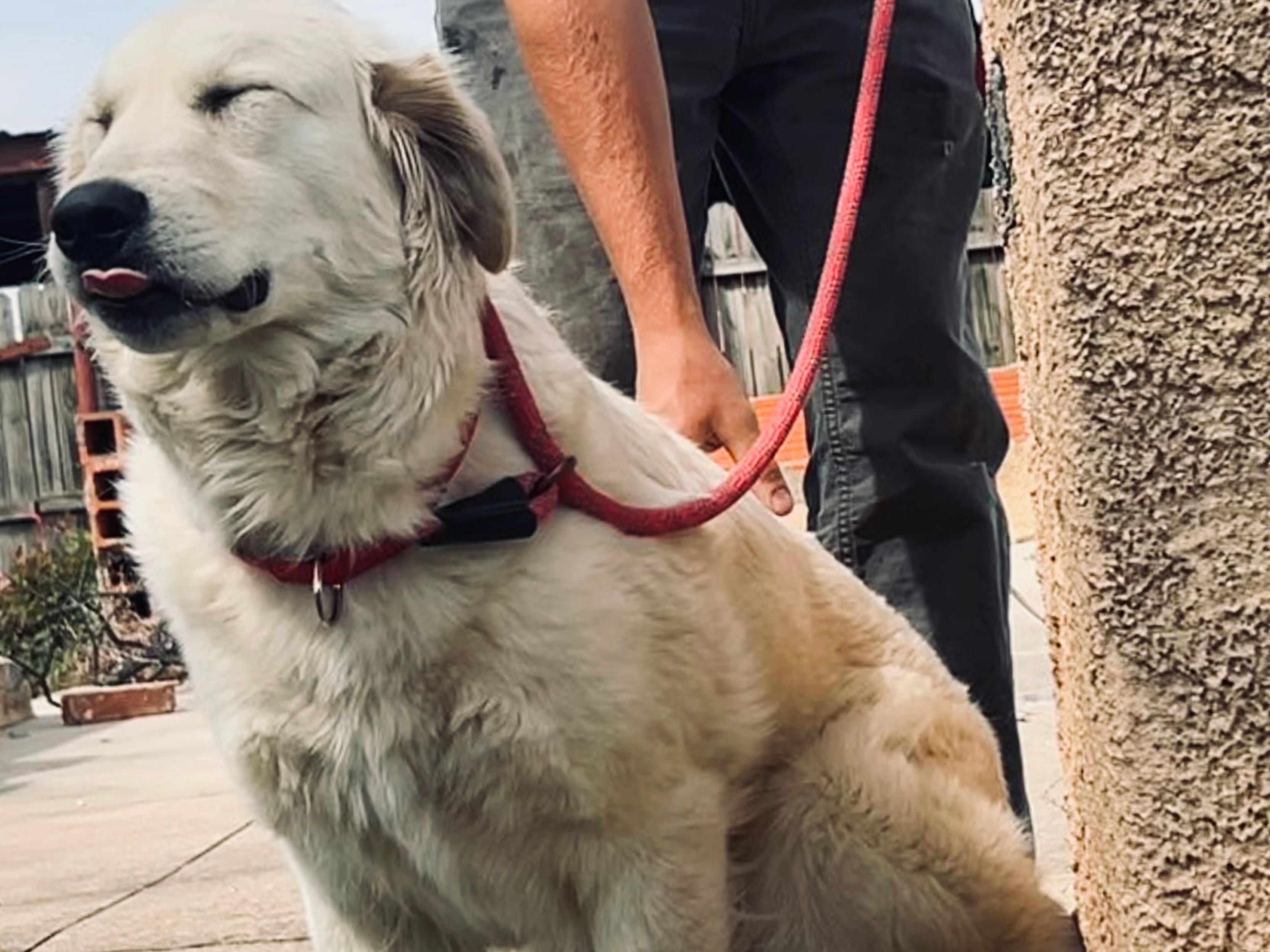 Enlarge Fluffy, a Adopted mixed breed in Coleman, TX image 6/6