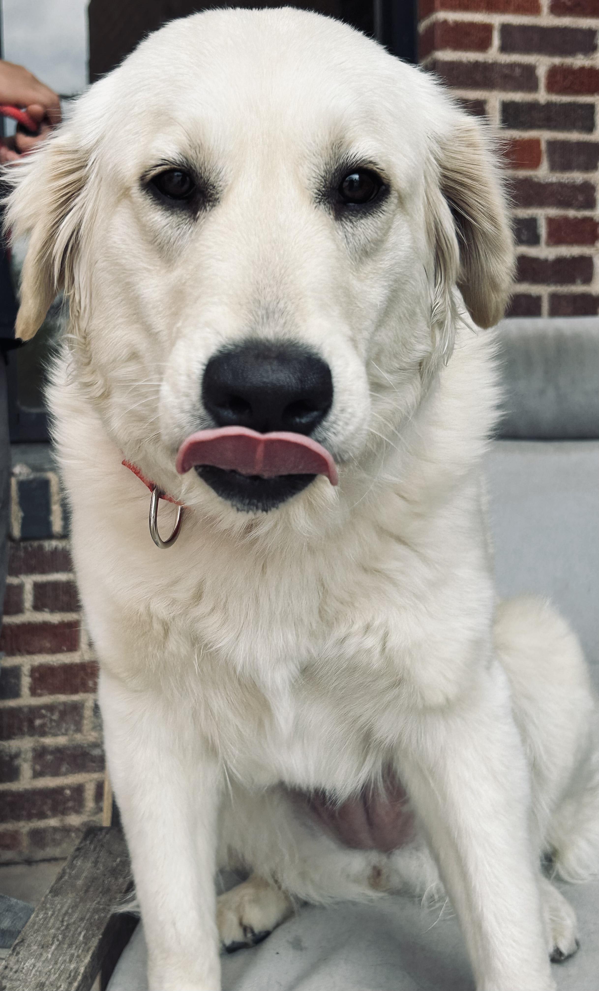 Enlarge Fluffy, a Adopted mixed breed in Coleman, TX image 2/6