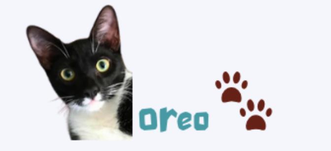 Oreo, Adoptable, Young Male Domestic Short Hair.