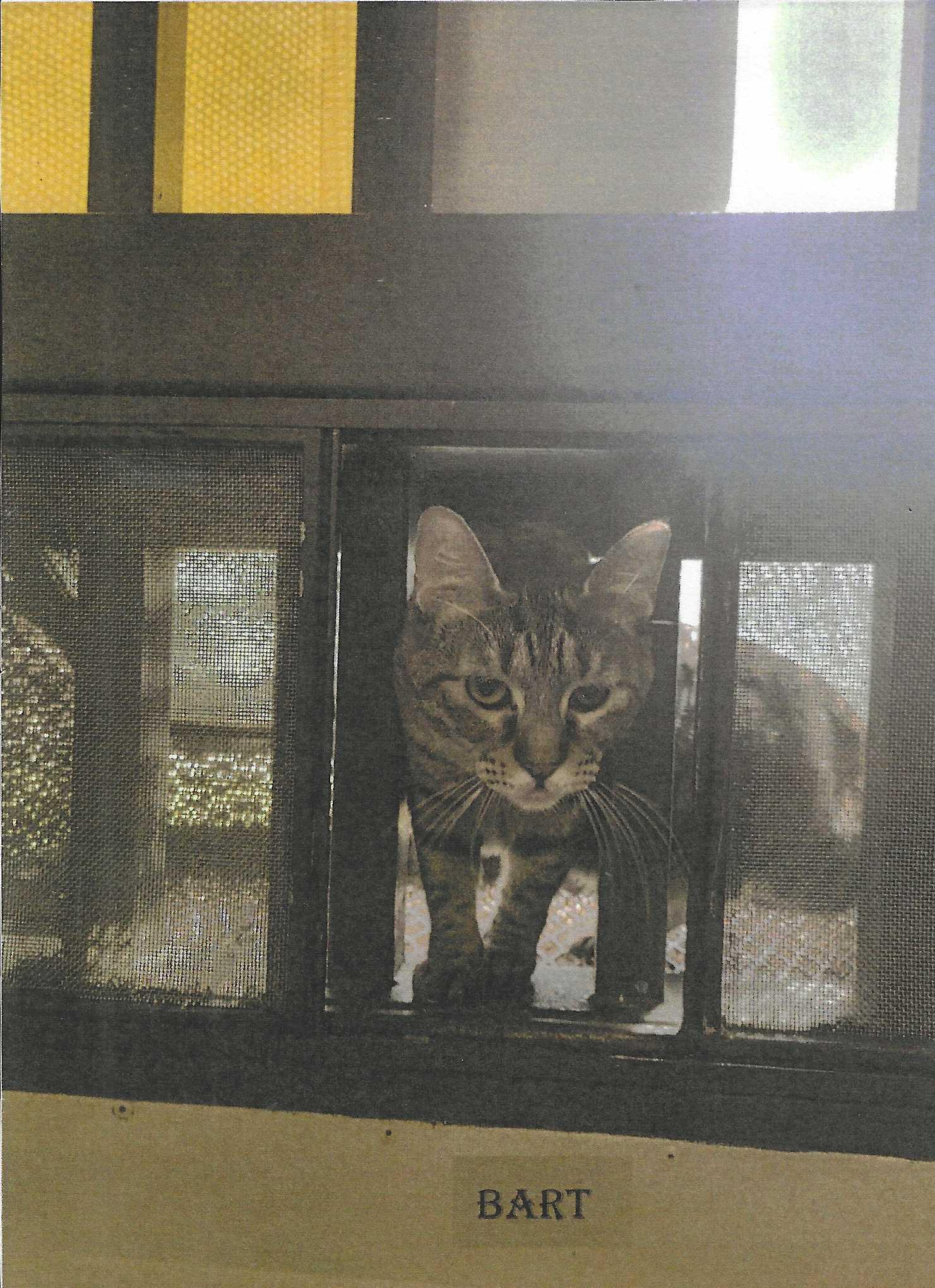 Bart