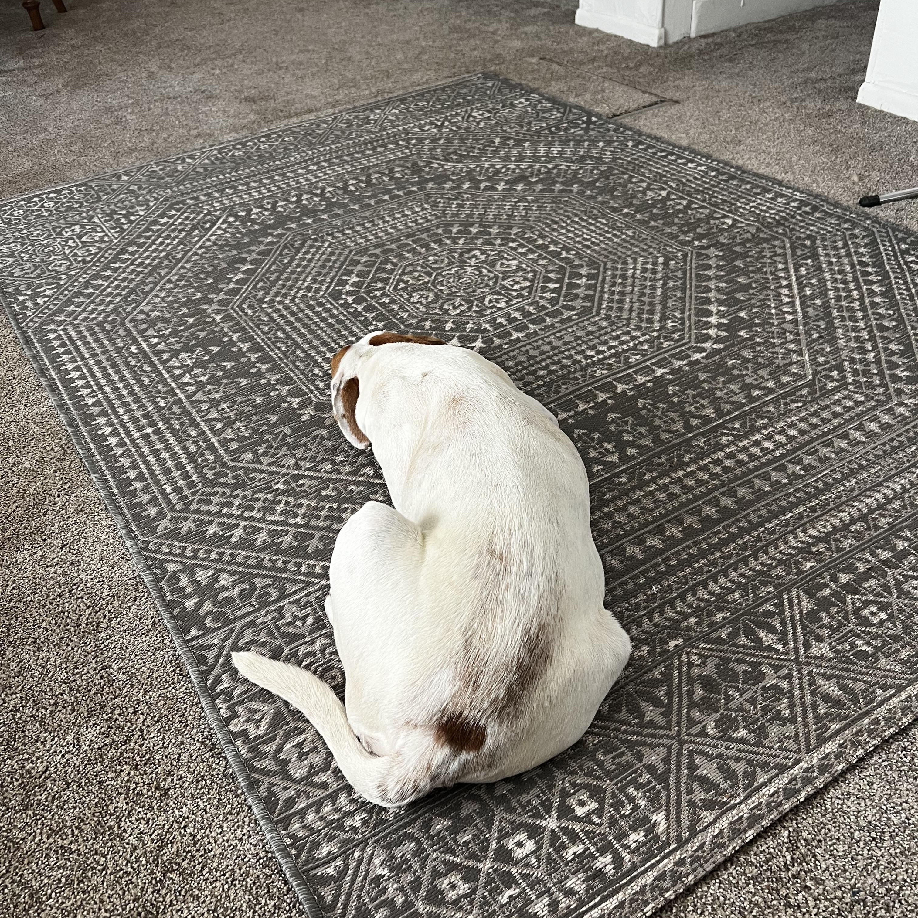 Enlarge Susie, a Adoptable Mixed Breed in Cordell, OK image 4/6