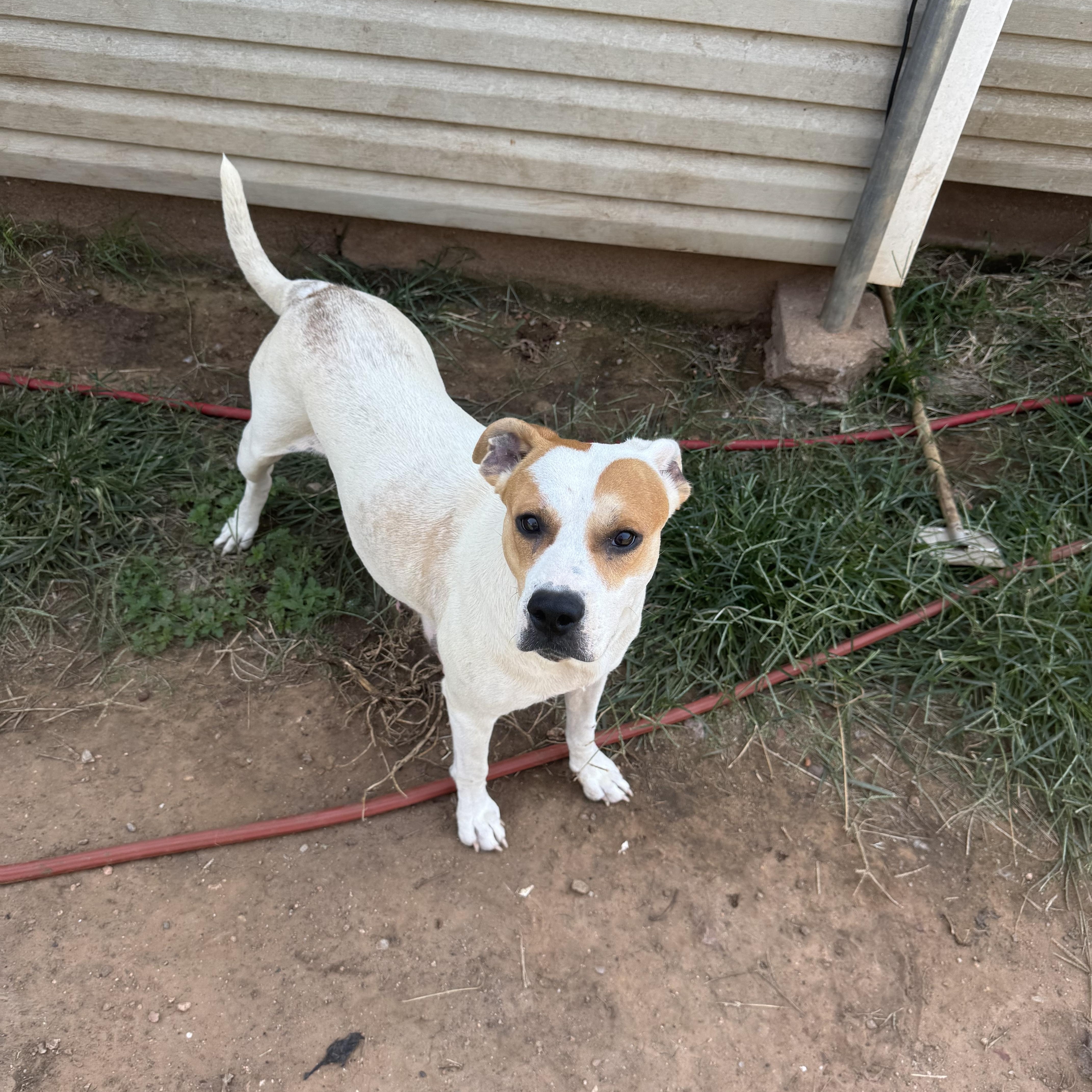 Enlarge Susie, a Adoptable Mixed Breed in Cordell, OK image 2/6