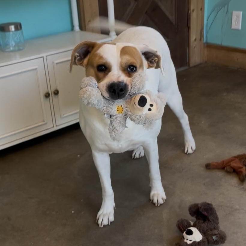 Susie, a Adoptable Mixed Breed in Cordell, OK image 2/5