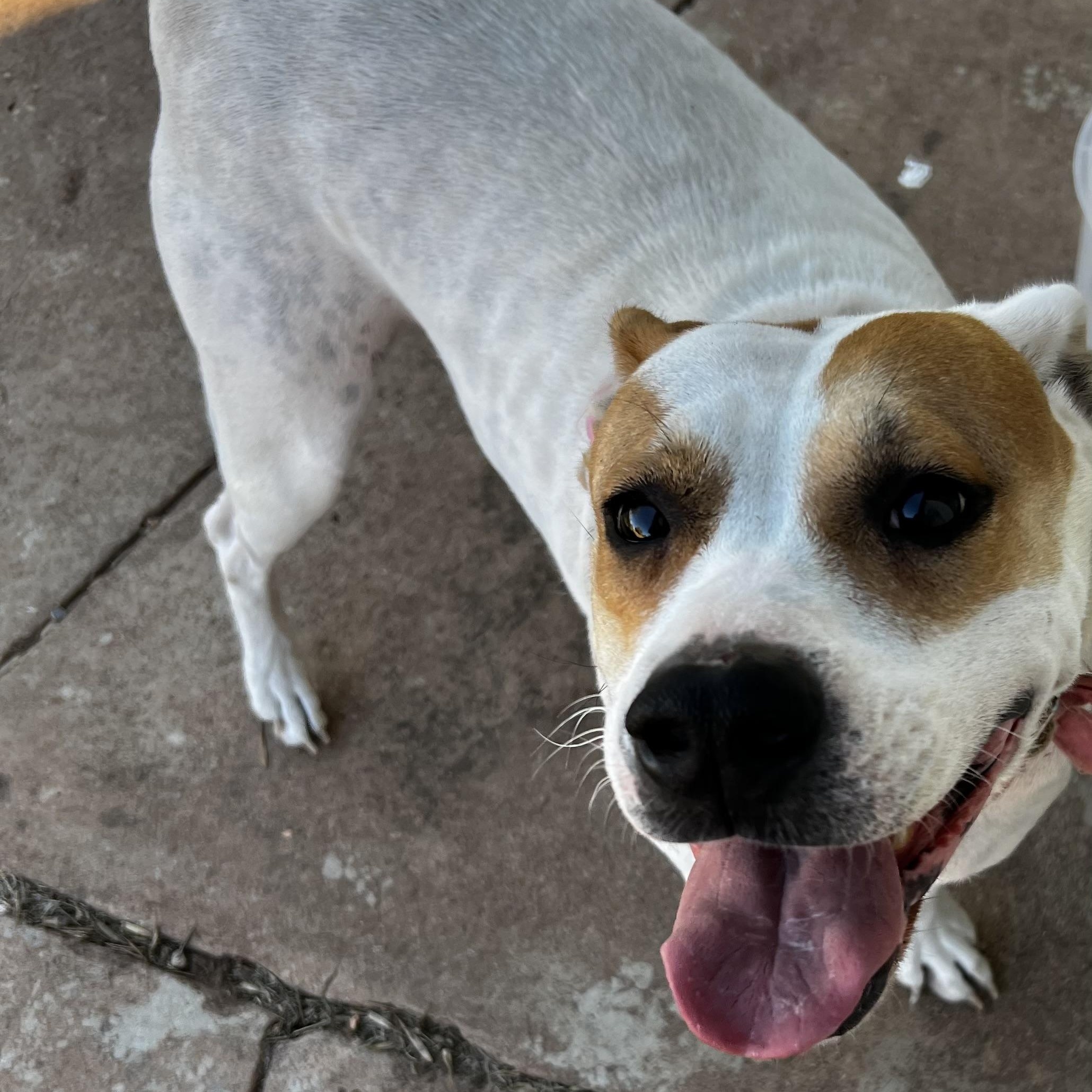 Enlarge Susie, a Adoptable Mixed Breed in Cordell, OK image 3/6
