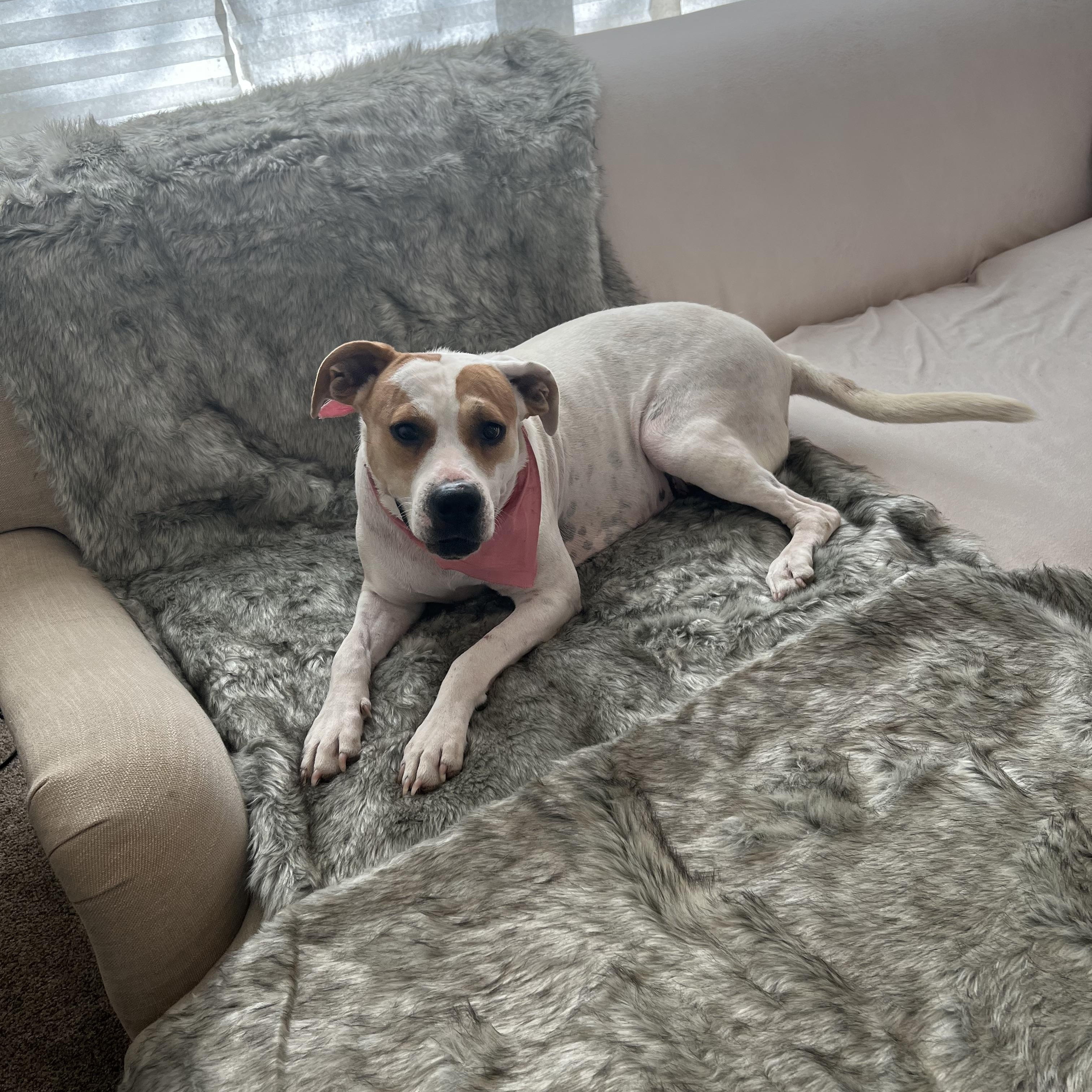 Enlarge Susie, a Adoptable Mixed Breed in Cordell, OK image 6/6