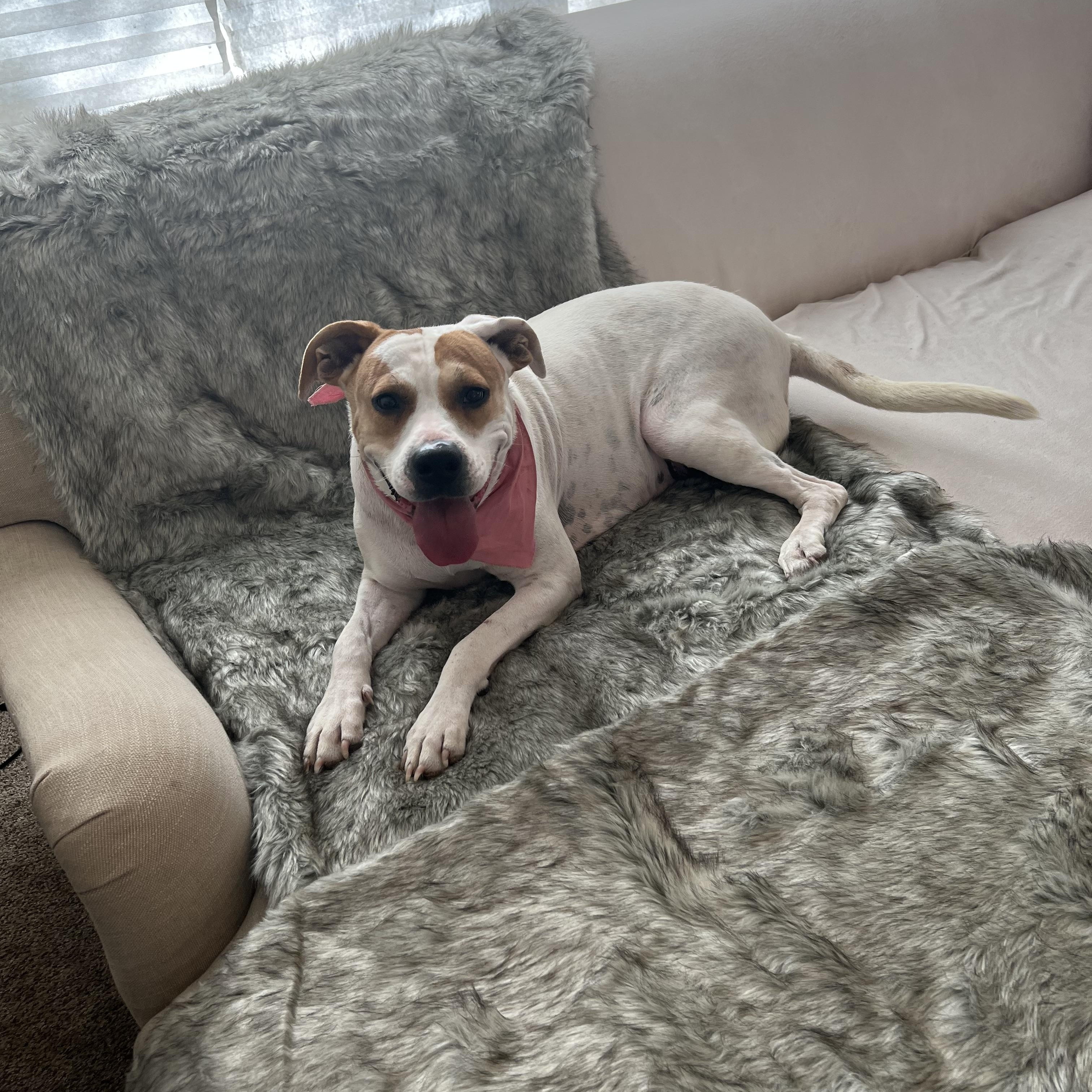 Enlarge Susie, a Adoptable Mixed Breed in Cordell, OK image 5/6