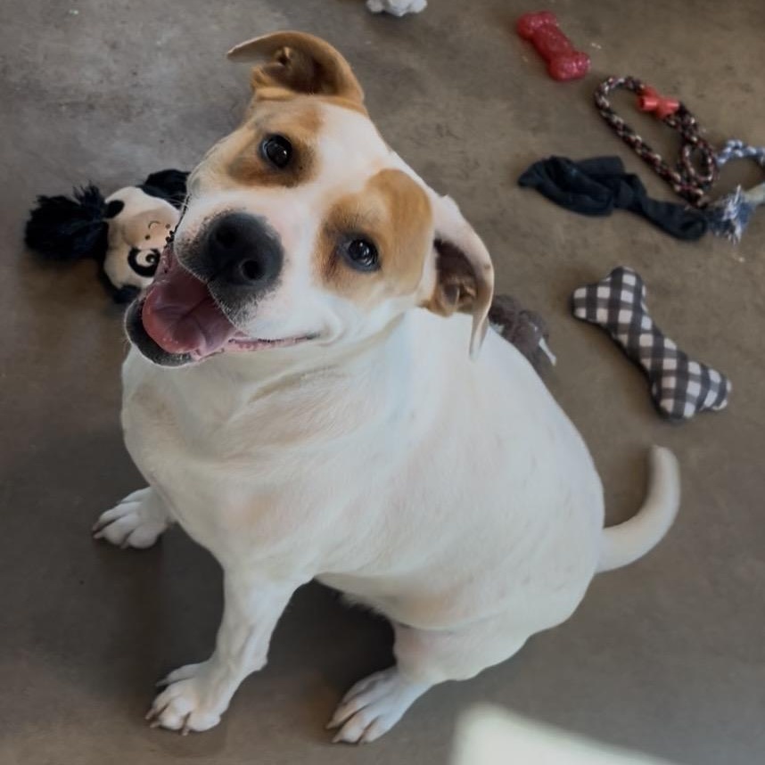 Susie, a Adoptable Mixed Breed in Cordell, OK image 1/5